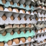 Wegmans Recalls Various Prepared Foods That Contain Hard-Cooked Eggs