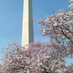2012 Cherry Blossoms